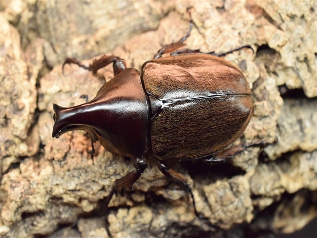 ♂単品】ケブカヒメカブト53mm | 外国産カブトムシ 成虫 | 極