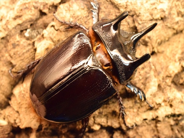 パラグアィ産ケンタウルスミツノサイカブト63mm 63mm