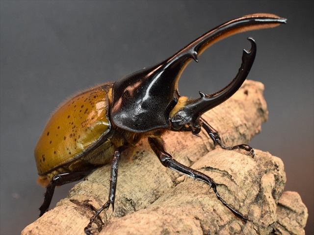 マヤ】 マヤシロカブト 新成虫 ペア！！