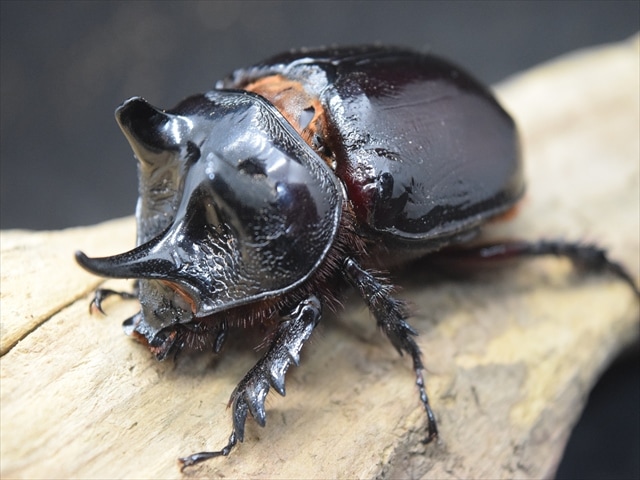 パラグアィ産ケンタウルスミツノサイカブト63mm 63mm