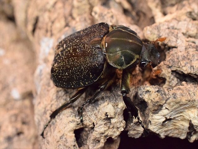 超特大 コンゴ産 シラフオオツノハナムグリ 99mm 超特大 コンゴ産