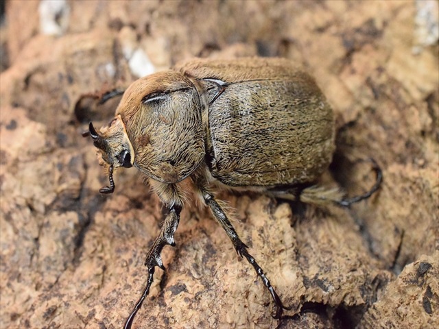 即ブリ可】ヨルゲンセンペーニャヒメゾウカブト39mm | 外国産