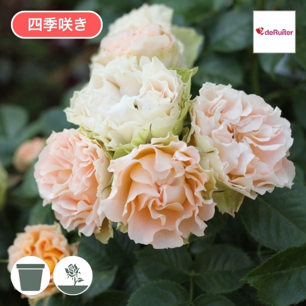 バラ苗 大苗 2026 アンティーク レース Antique Lace 国産ノイバラ台木