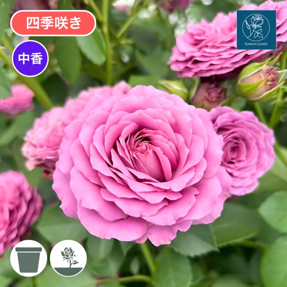 バラ売り可、コメ見て バラ売り可能 バラ売り可、コメ見て バラ売り