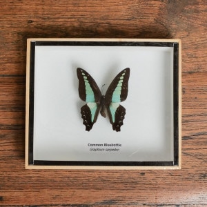 蝶標本｜マライカ公式通販