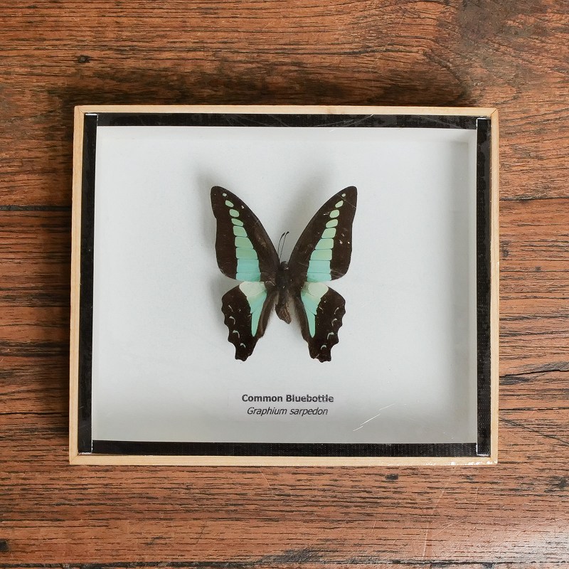 ブラジルのロスチャイルドヤママユ♂ 蝶標本 蛾標本 昆虫標本 Yahoo