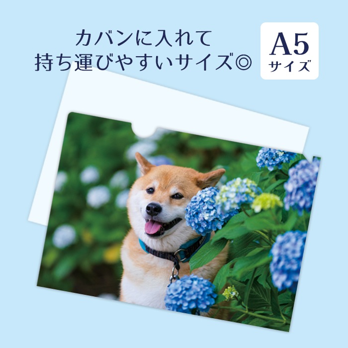 犬キャラクタークリアファイル4枚セット 犬キャラクタークリアファイル