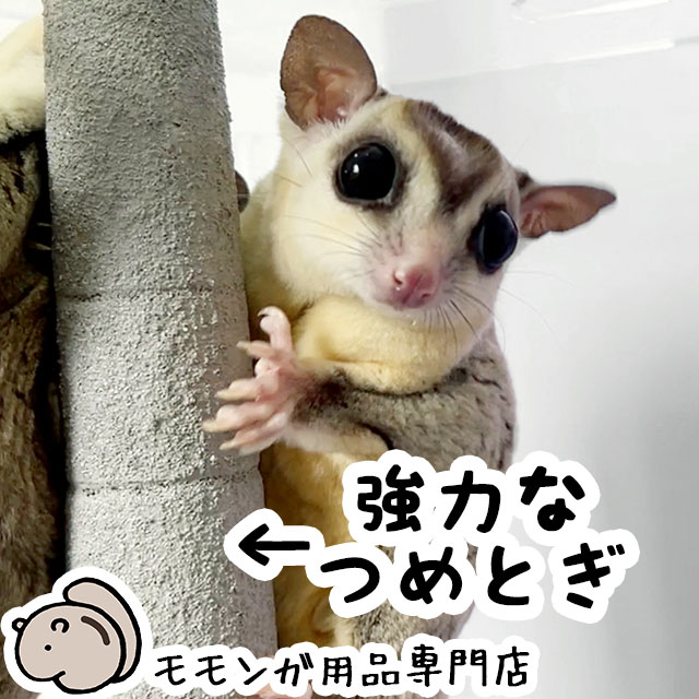 モモンガ ゲージ 小動物 フクロウモモンガ ケージ モモンガ」の人気