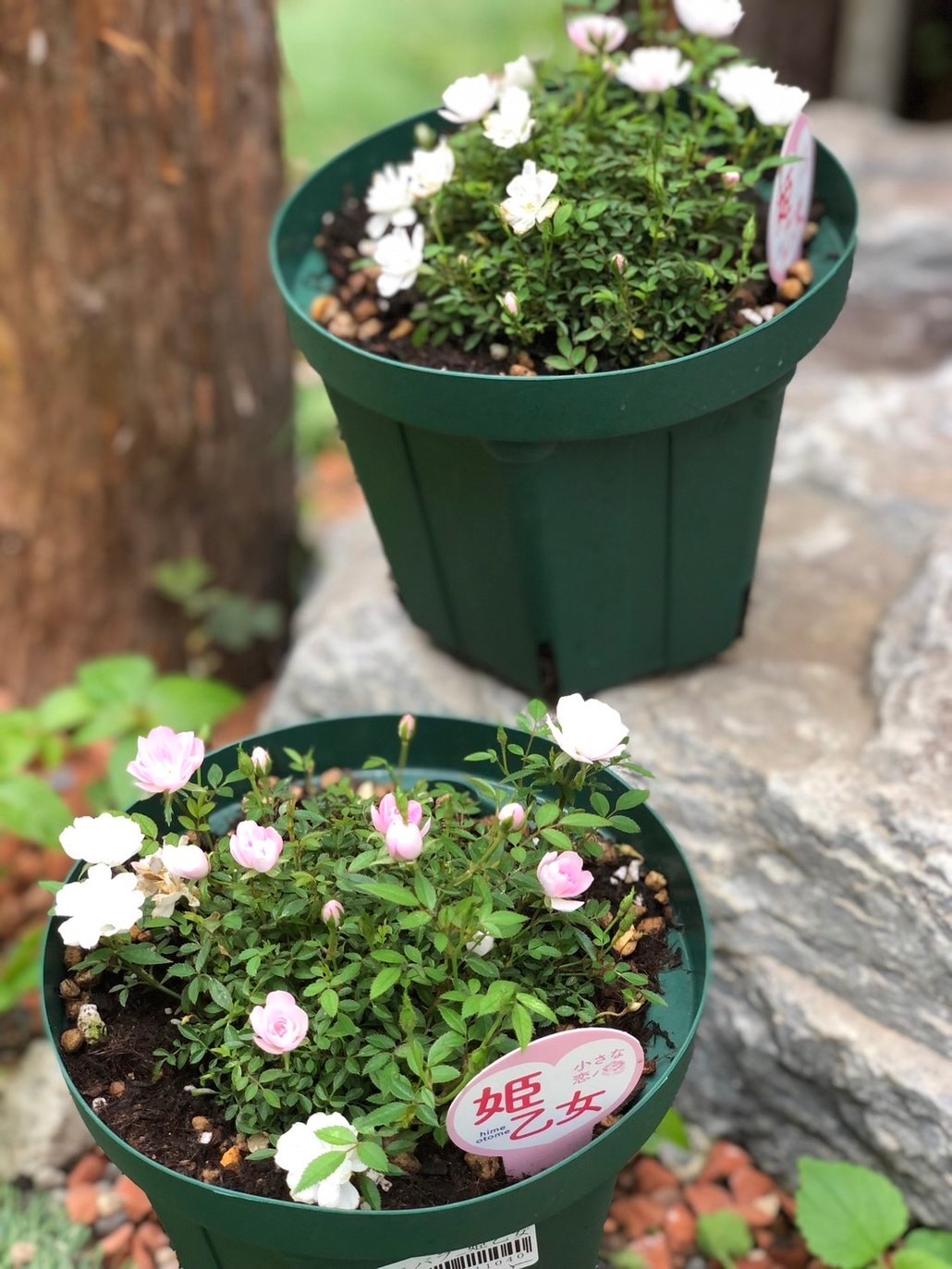 迷宮に咲く花 みちる SP PSA10 ヴァイスシュヴァルツ 迷宮に咲く花