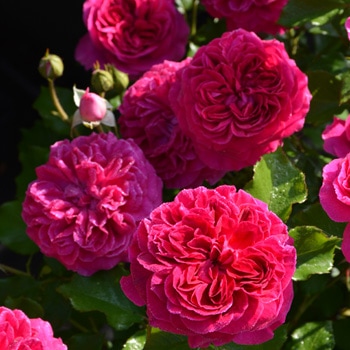 フレーズ（大苗）7号鉢植え バラ苗 《農林水産省 登録品種》 四季咲き