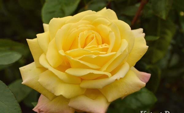 ピース（大苗）7号鉢植え バラ苗 四季咲き大輪系（ハイブリッドティー