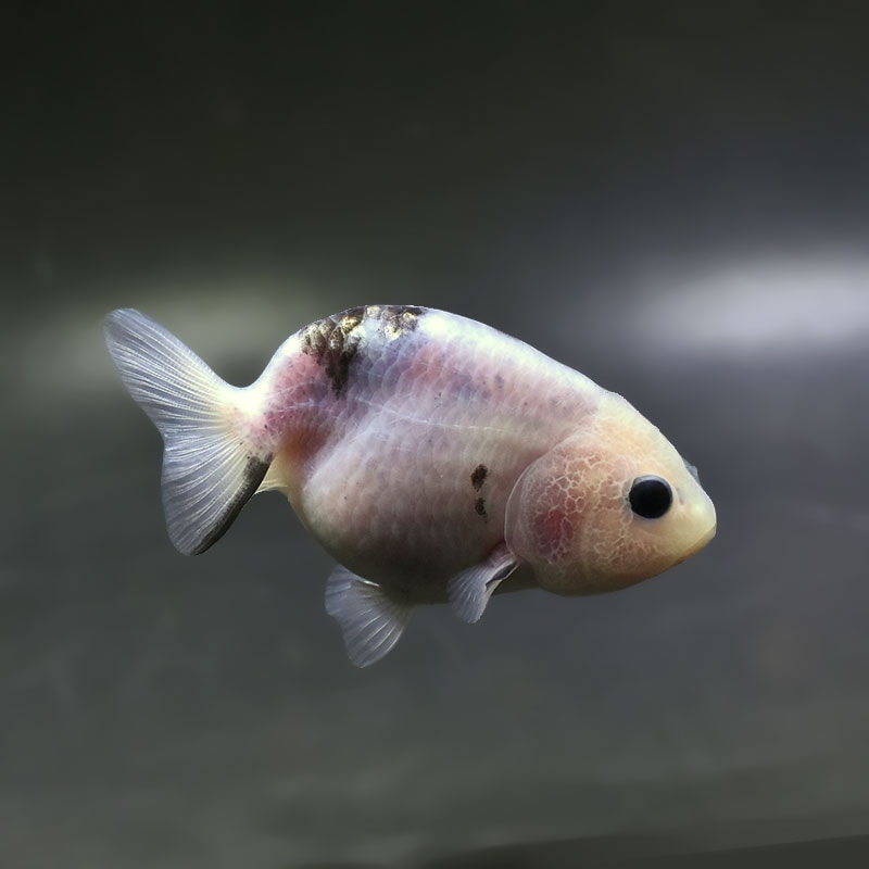 金魚王子】変わり柄らんちゅう 9cm前後 (個体番号：xsw215) 金魚