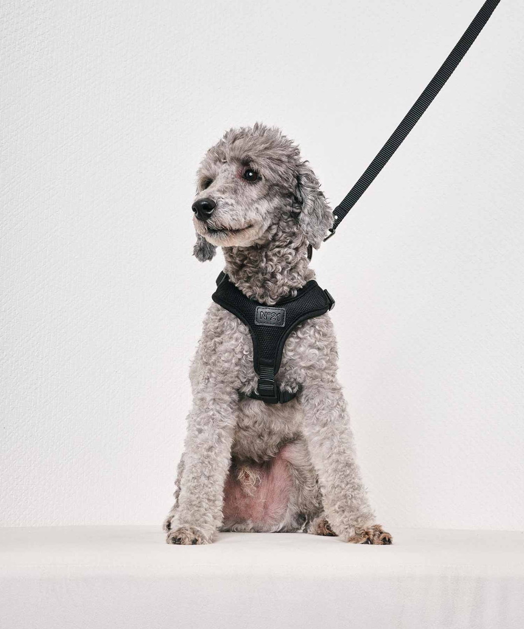 N21】 HARNESS+LEASH - BLACK | ALL ITEMS -おしゃれなドッグウェアの