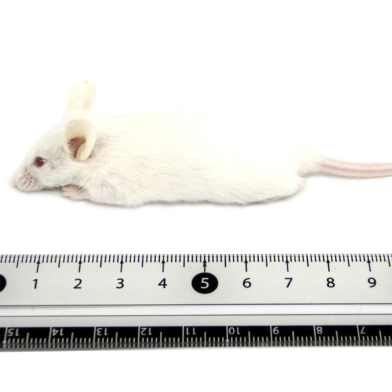 冷凍マウス アダルトM 10匹 国産 SAfarm | 冷凍マウス,アダルト