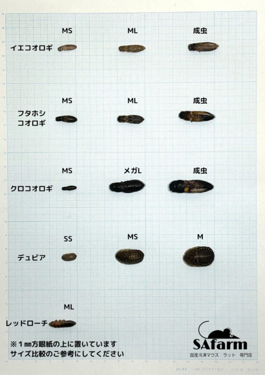 冷凍フタホシML1.2kg 130d40c03930422ff56f3ddb49c7c8
