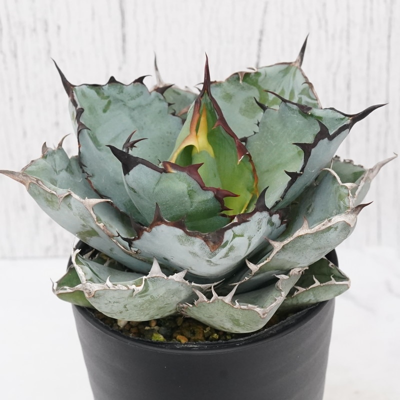 GIRUVI Agave Black&Blue アガベ ブラックアンドブルー GIRUVI Agave