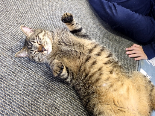 あにまるらいふ猫丸カフェ部で一息＆猫たちと触れ合ってきた | 地域の