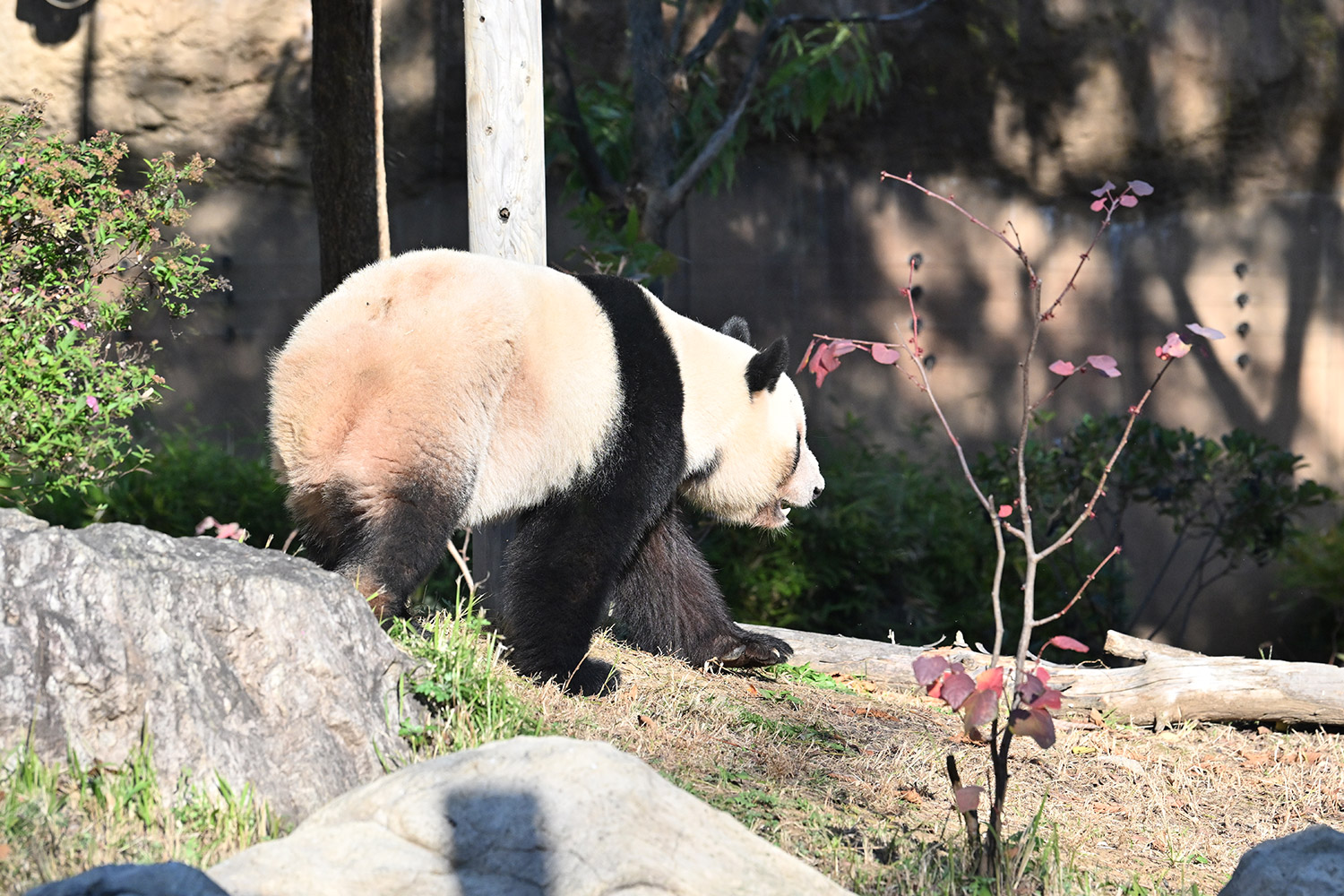 今日のパンダ（4017日目）