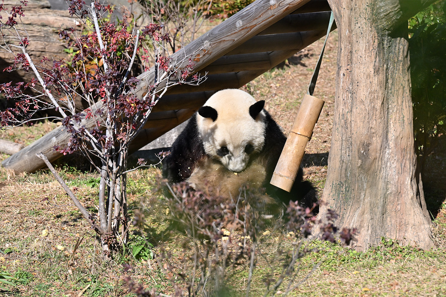 今日のパンダ（4032日目）