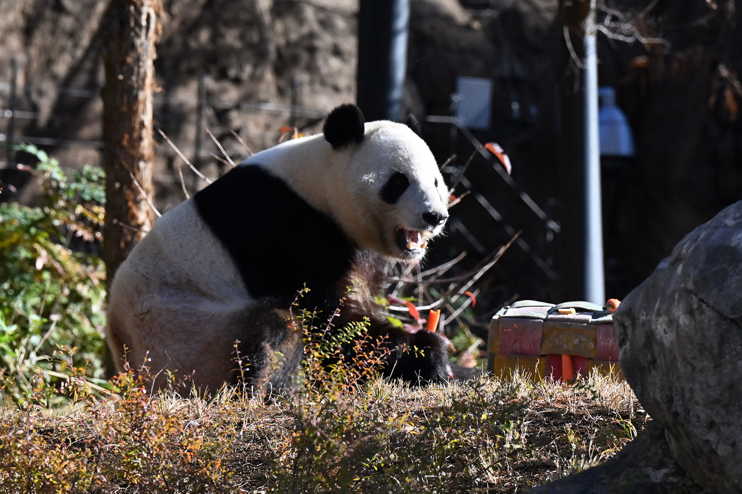 今日のパンダ（4034日目）