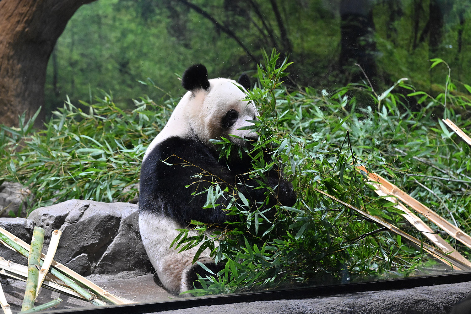 今日のパンダ（4049日目）