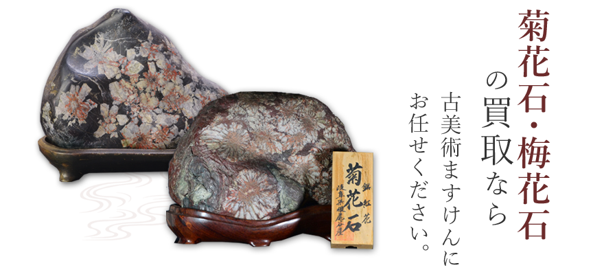 初売りイベント価格 菊花石 ☆ 鑑賞石 菊花石 初売りイベント価格 菊花