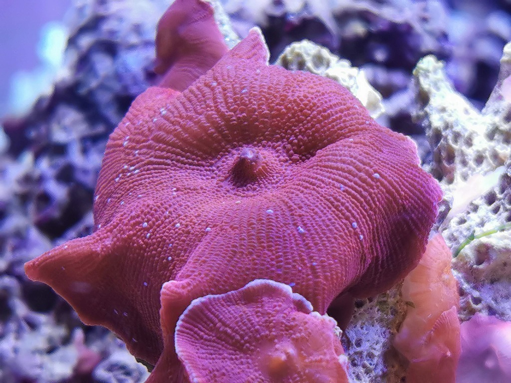 海水水槽にディスクコーラル（レッド）をお迎えしました。: 松崎水槽日記