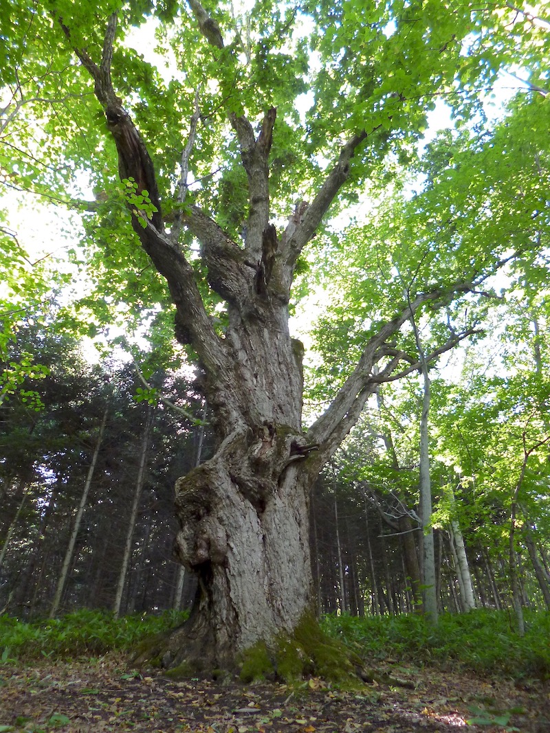 3104 ミズナラ 水楢 天然木 切り株 丸太 輪切り 高さ約28㎝ ミズナラ水