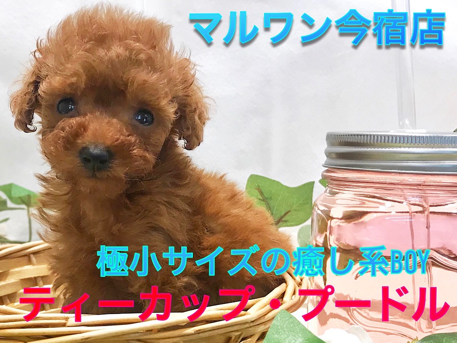 ティーカップ・プードル 】生後55日で338gの驚異の極小サイズ！マズル
