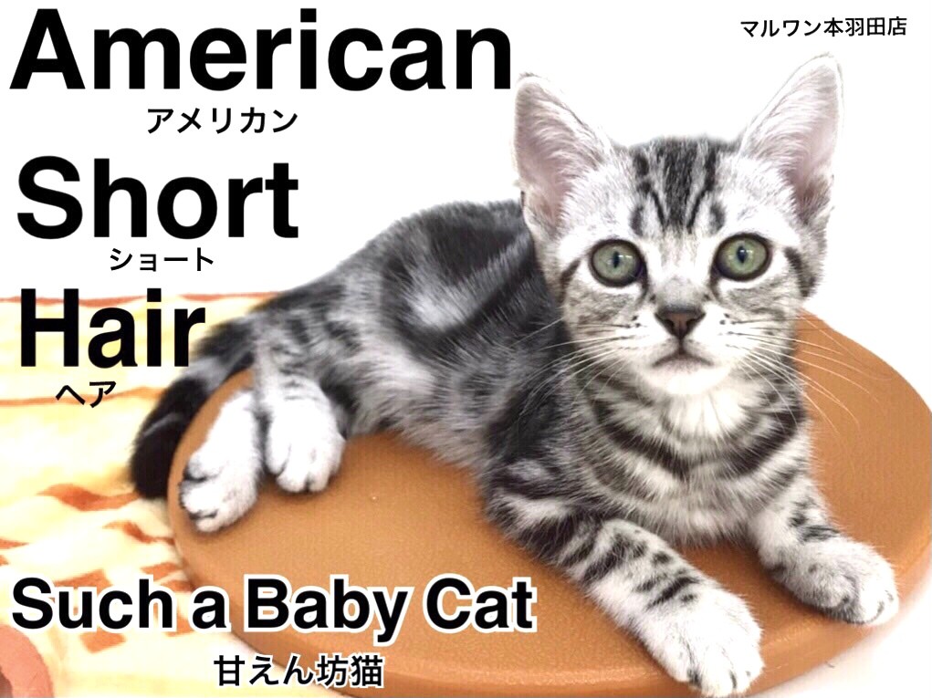 アメリカンショートヘア 】夢の猫ライフを現実に！激カワアメショ登場