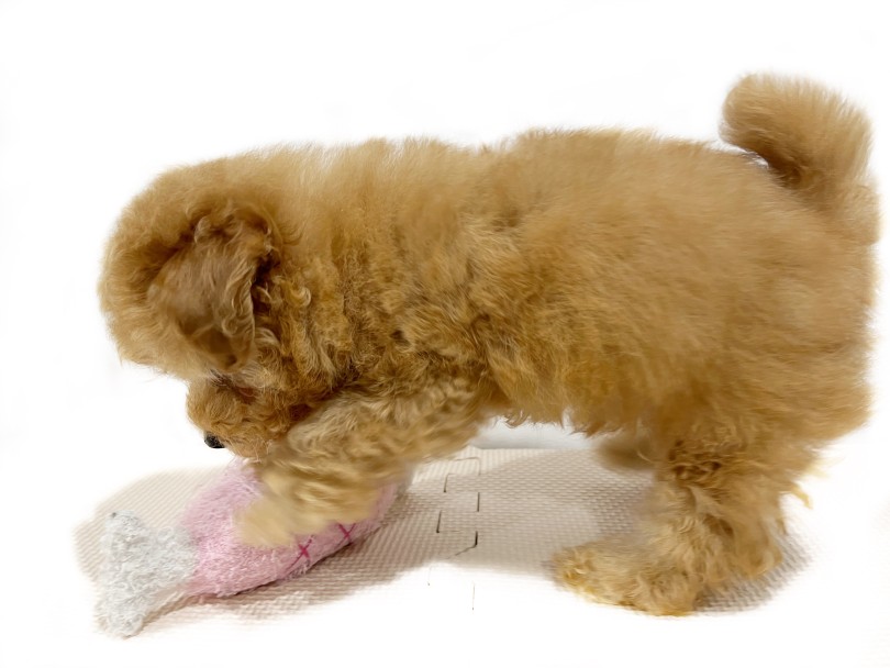 テディプードル テディわんこ トイプードル ぬいぐるみ マルプー