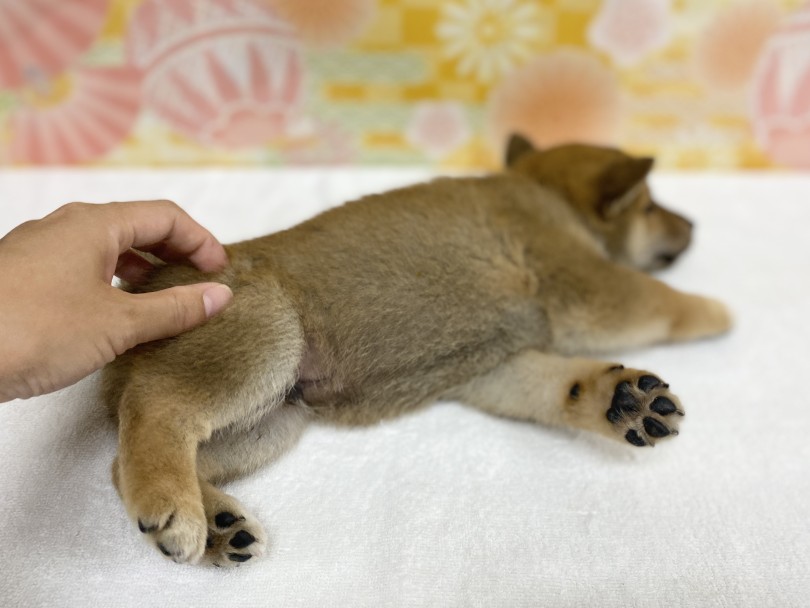 柴犬 赤 】可愛い柴ちゃんの魅力ポイント3つとトレーニング法をご紹介