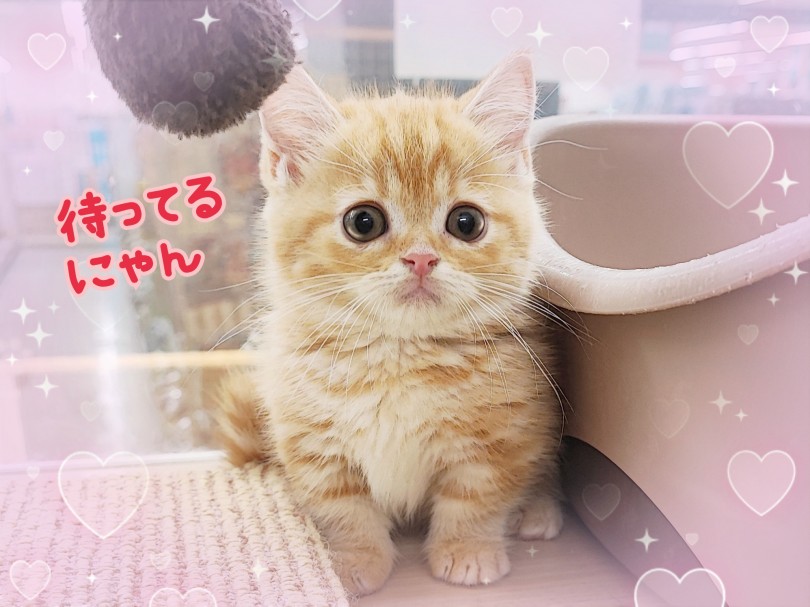 ラピ様御予約❤️よちよちあんよ♡短足ころころボディ♡マンチカン子猫