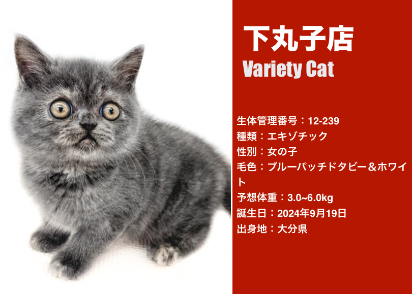 猫バラエティ 】12/12現在在店中のオンリーニャンコ！最新動画は必見