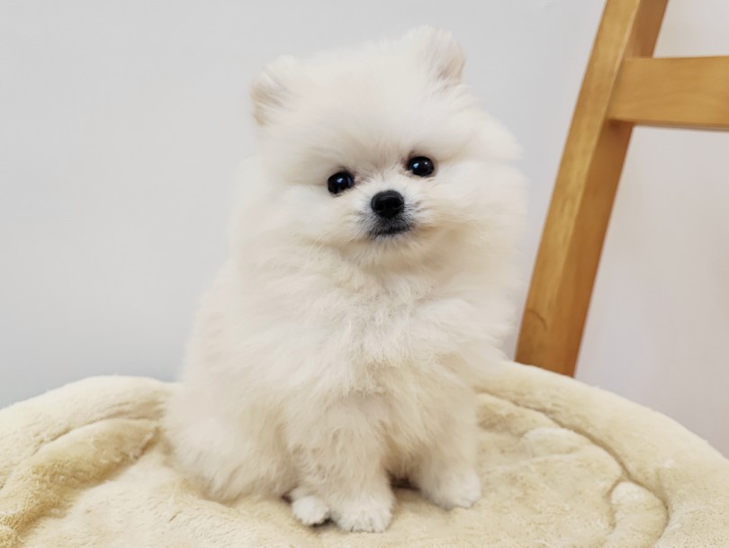 ポメラニアン 】爆毛！ドールフェイスのふわもこクリームポメちゃん