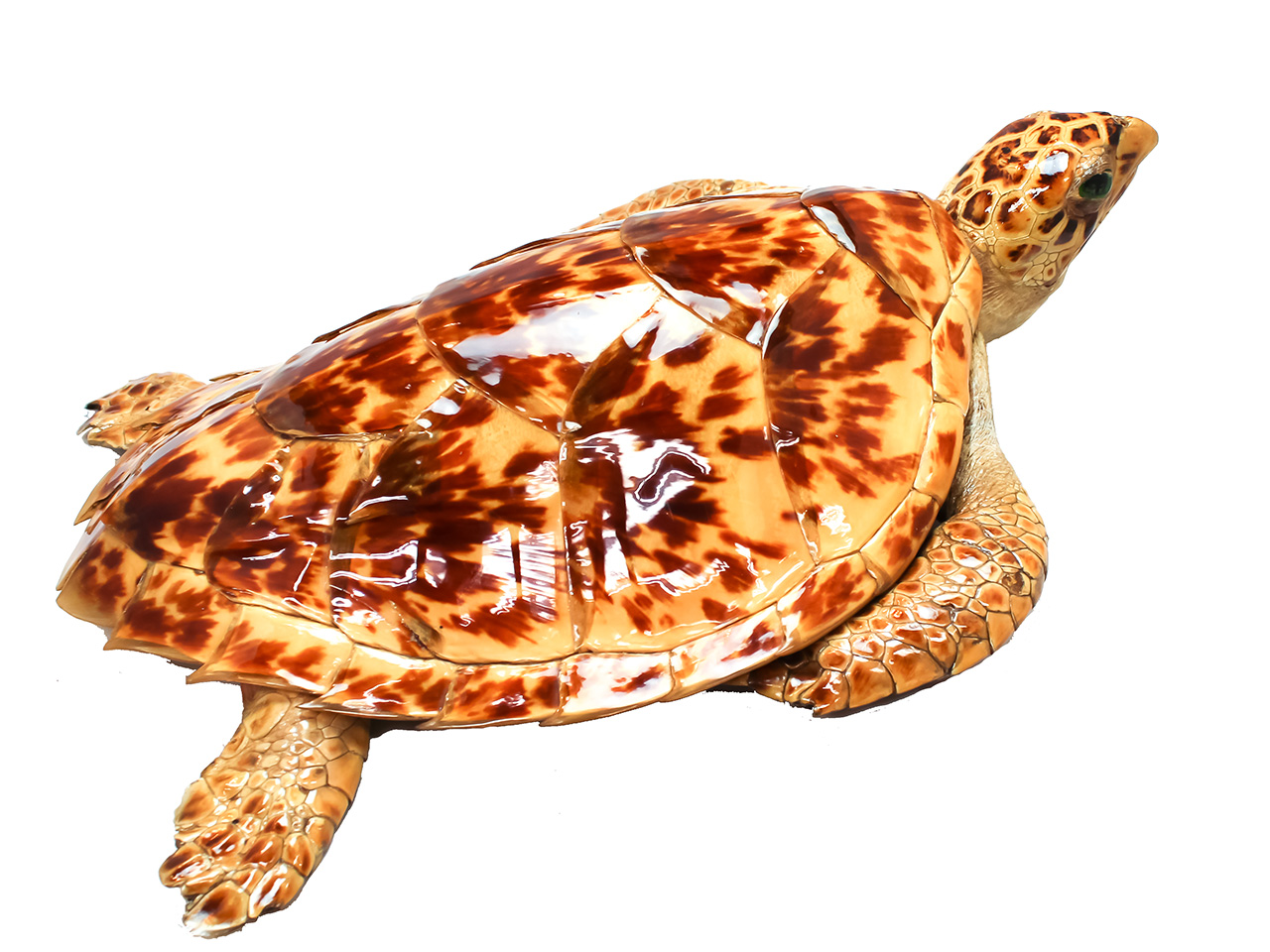 最終価格です タイマイ 亀 鼈甲 べっこう ウミガメ 剥製