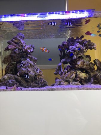 海水魚水槽の底砂（サンゴ砂）おすすめ3選！選び方・種類など完全解説