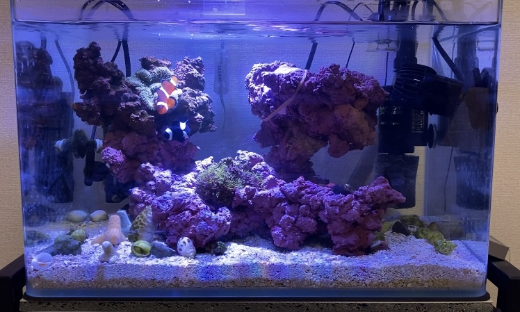 海水魚の小型水槽におすすめの安くて優秀な水流ポンプ4選！