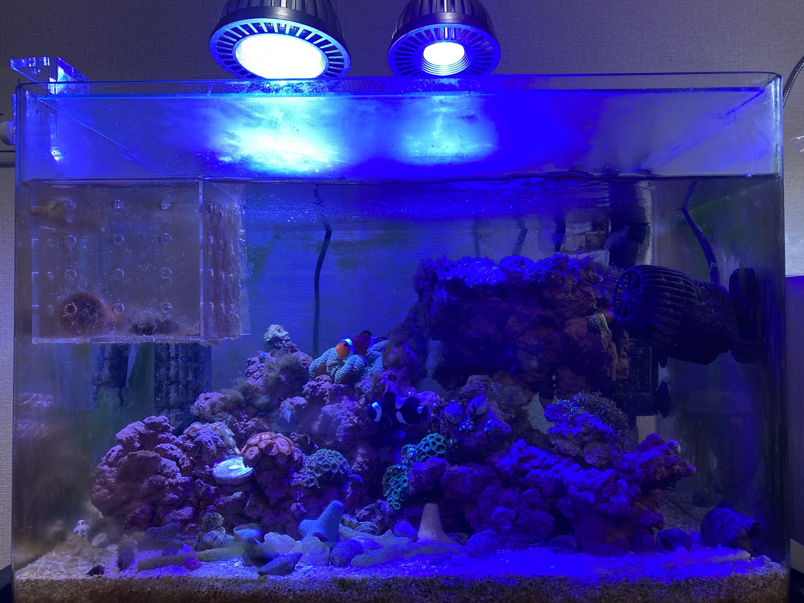 グラッシーレディオRX072eディープはサンゴの色揚げに最適！【レビュー】