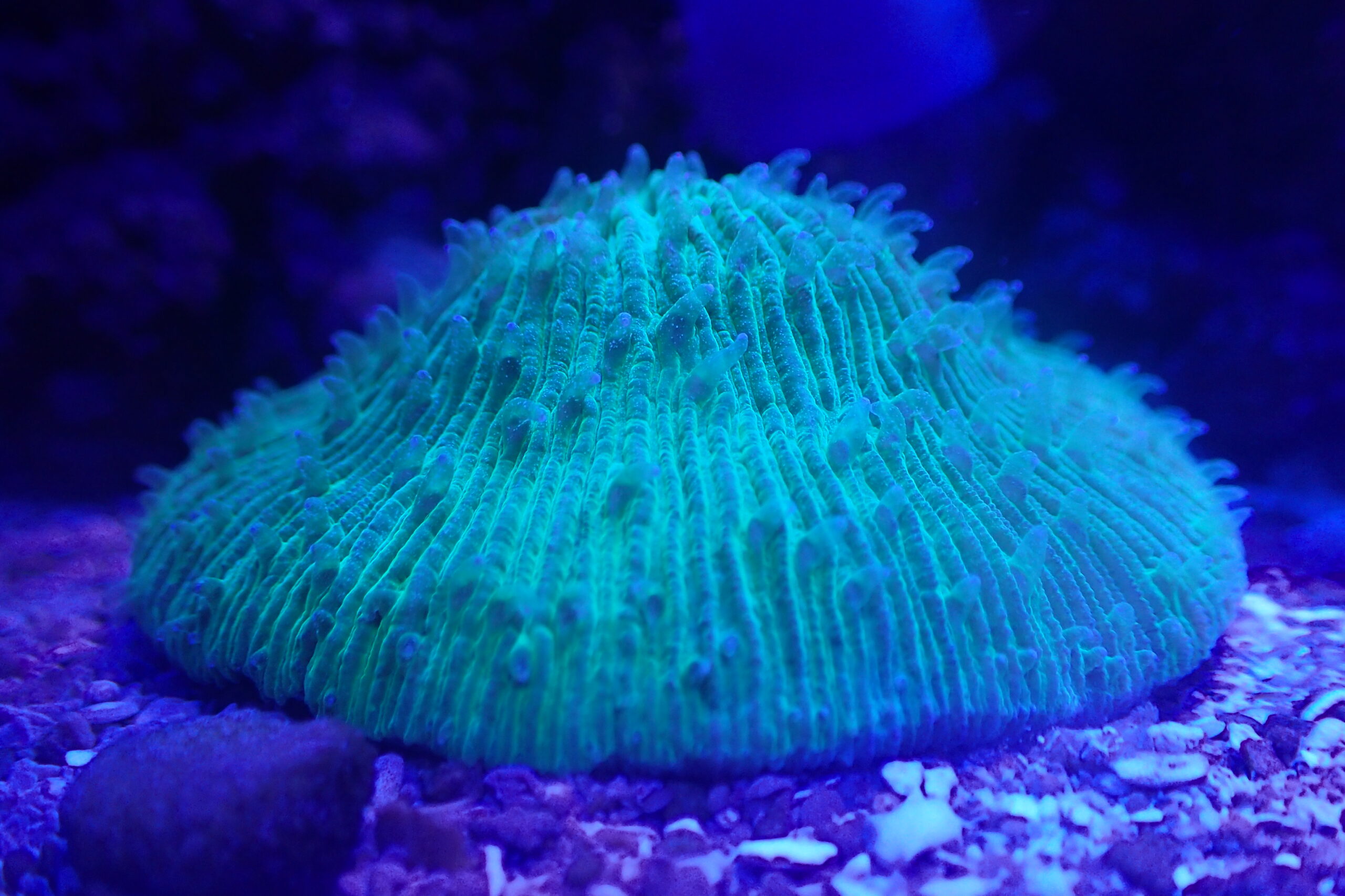 珊瑚水槽照明 LEDライト ブラックボックス PSE技術基準適合 プリズム