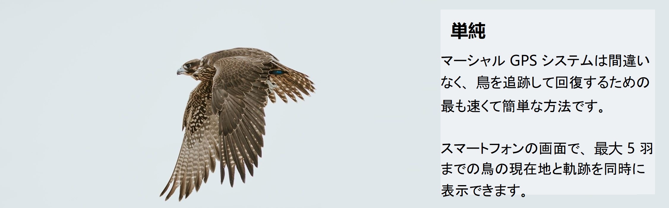 Marshall GPS Turbo 猛禽ハヤブサ鷹フクロウ発信機