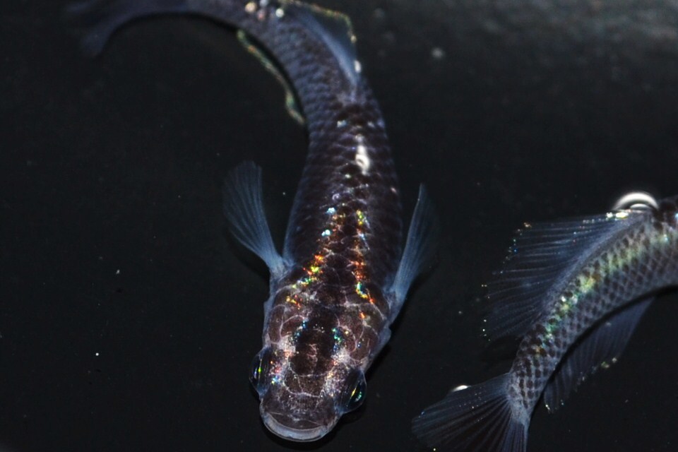 H-744 新系統 黒薔薇蝶＜クロバラチョウ＞ （ヒカリ体型） Lサイズ 1ペア