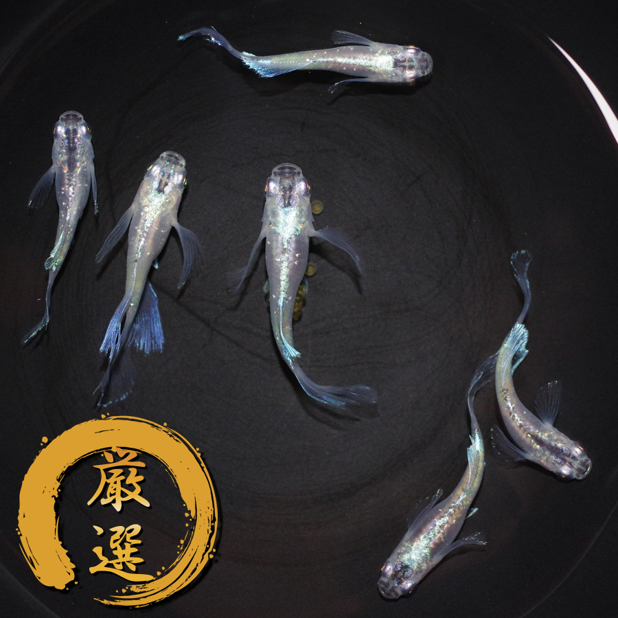 緑光 半月 メダカ めだか （Mサイズ） 3ペア / メダカ販売 めだか通販