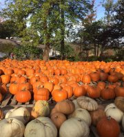 パンプキンがたくさん - Picture of Patterson Fruit Farms