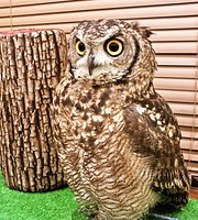 ふくろう アフリカワシミミズク 触れる play owl - Picture of Owl