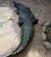 ワニ園(わに情報) - Picture of Atagawa Tropical & Alligator Garden