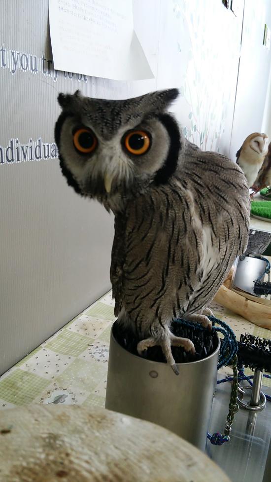 アフリカオオコノハズク・ナイル - 堺市、ふくろうカフェcuの写真