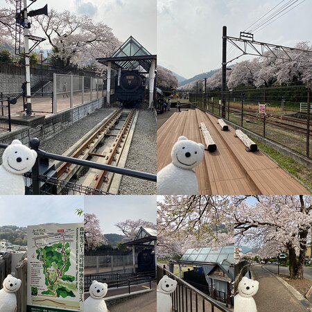 クマ散歩：山北鉄道公園に品行方正なクマ出没 The Bear hung around