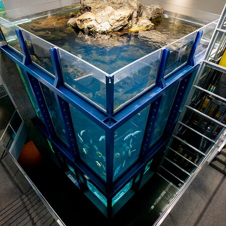 水深12mの日和山大水槽- Picture of Kinosaki Marine World, Toyooka