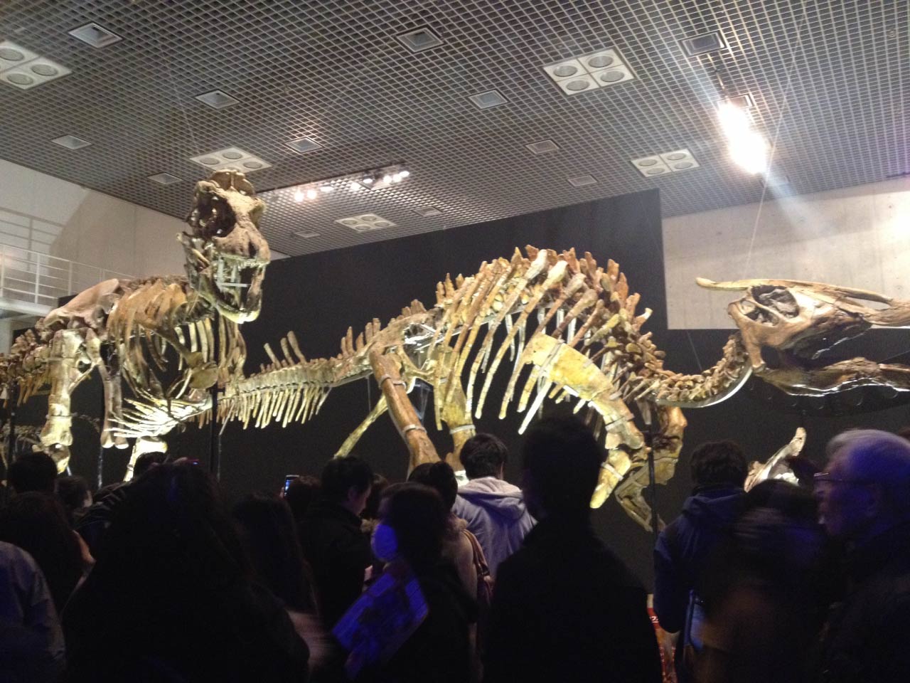 やられ役」の植物食恐竜は本当に弱かったのか？｜ハドロサウルス科の